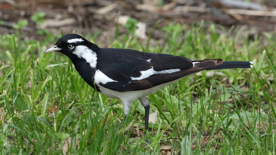 J17_3580 Magpie-lark.JPG